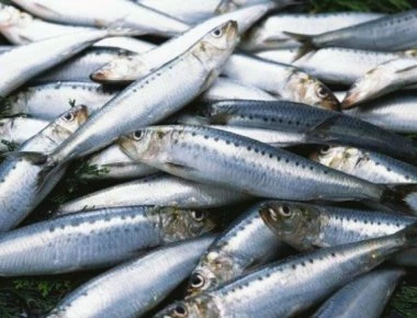 Ποια ψάρια είναι επικίνδυνα για την υγεία! Τι πρέπει να γνωρίζετε